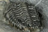 Rare Gondwanaspis Trilobite - Issoumour, Morocco #317770-3